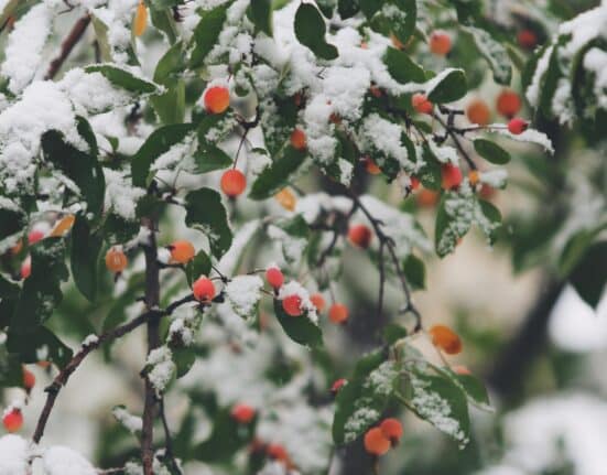 John Bohoniyi Winter Landscaping