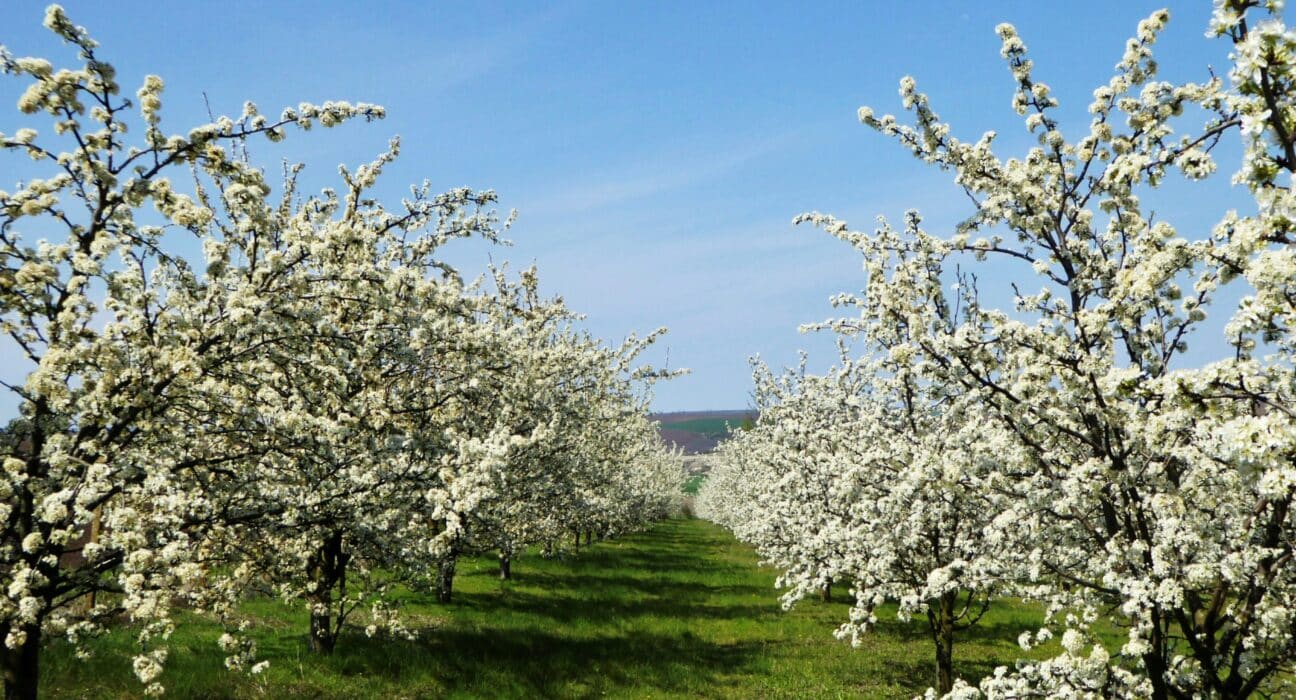 John Bohonyi Spring Landscaping