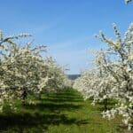 John Bohonyi Spring Landscaping