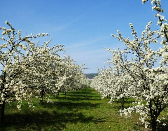 John Bohonyi Spring Landscaping