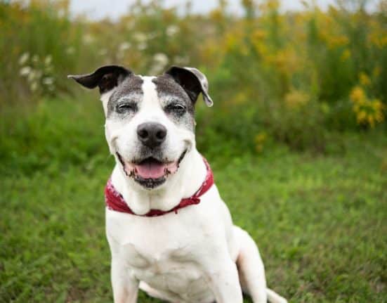 Monique Kelly Doylestown PA Senior Dog