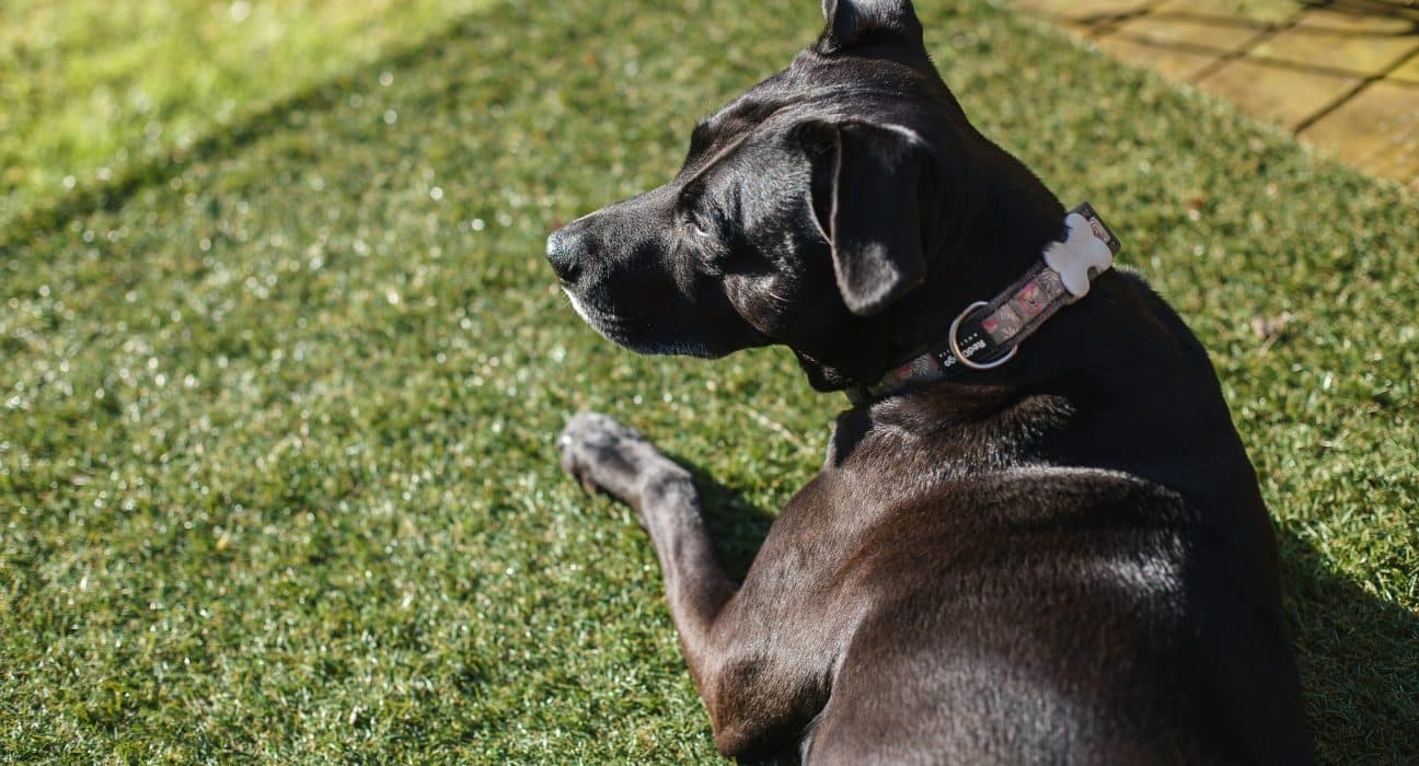 AllDogs dog boarding