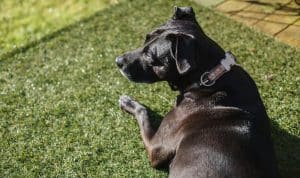 AllDogs dog boarding
