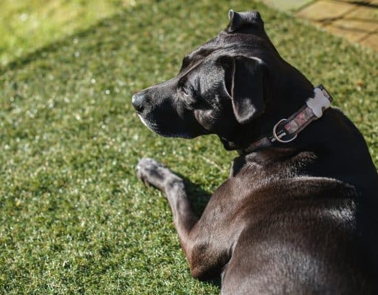 AllDogs dog boarding